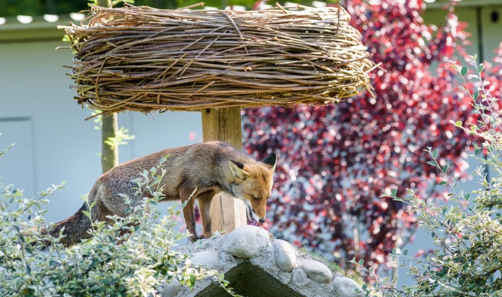 Pour 2019, le Parc du Petit Prince fête ses 5 ans avec de nouvelles attractions_une